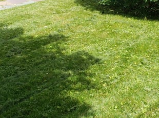 Terri C.'s Grass Cutting service result